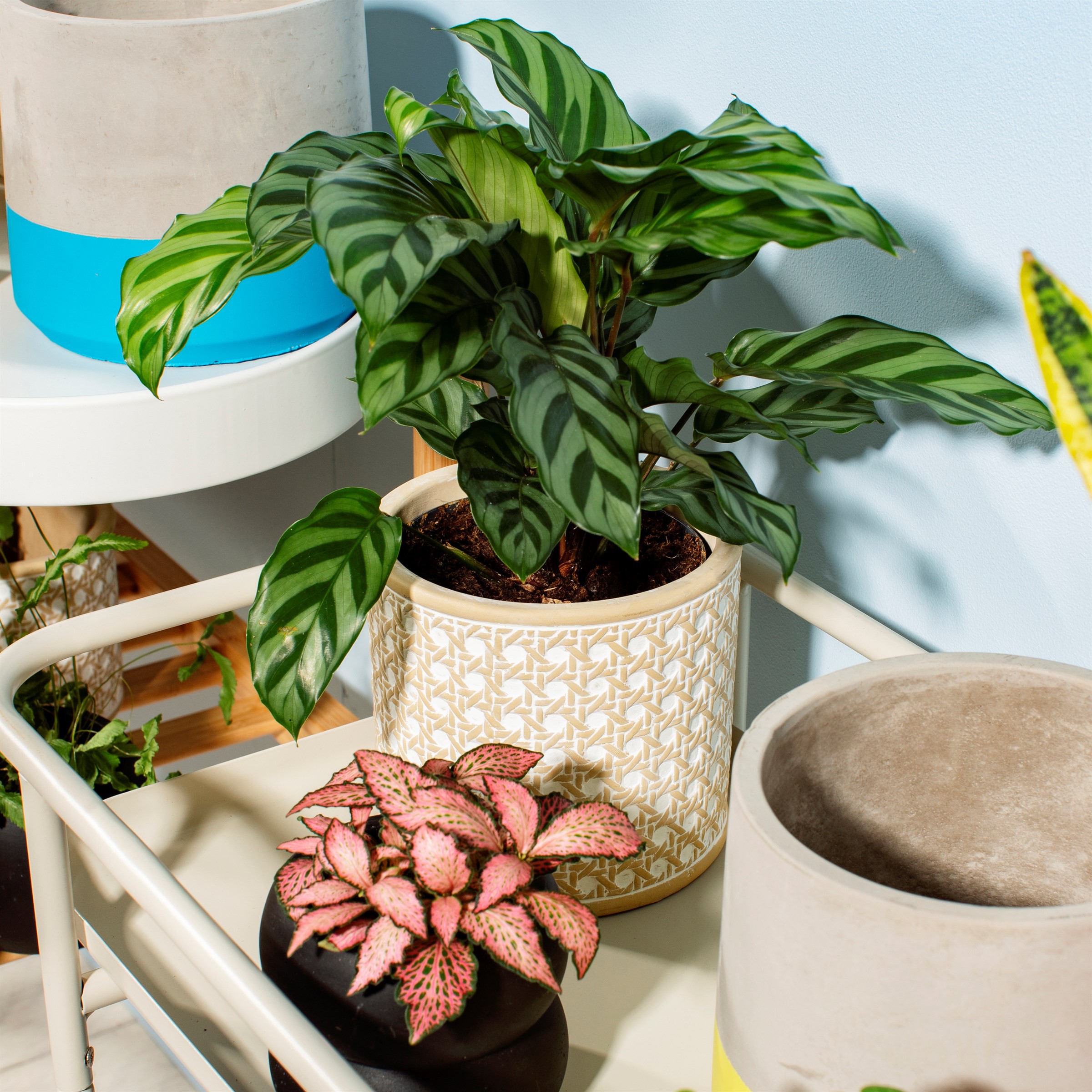 Macetero de cemento redondo con motivo cannage Sass & Belle Macetero de cemento redondo con motivo cannage Sass & Belle