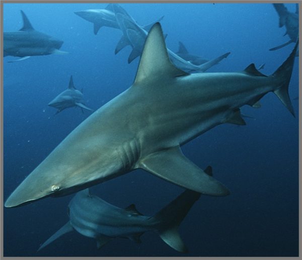 Linterna con proyector tiburones