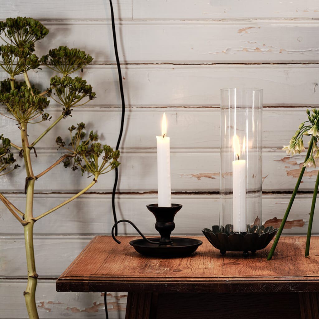 Palmatoria Gunnar negra Palmatoria Gunnar negra