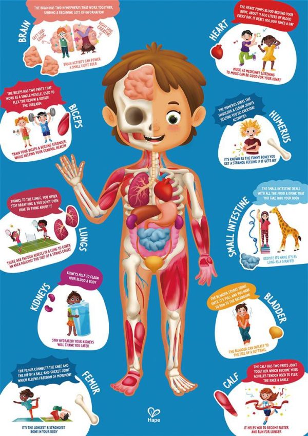 Puzzle gigante de 60 piezas del cuerpo humano