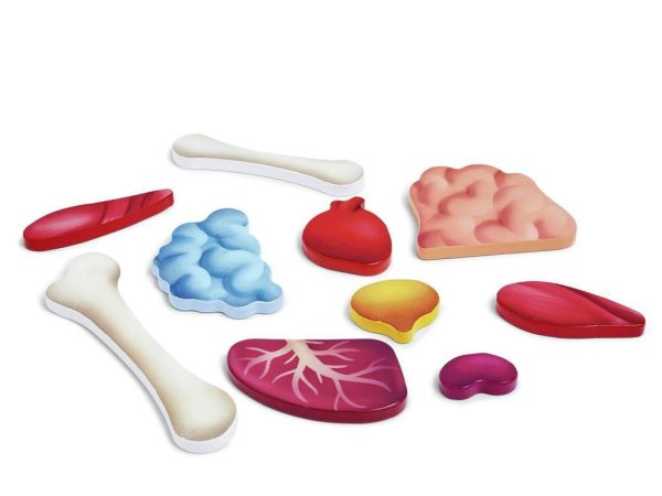 Puzzle gigante de 60 piezas del cuerpo humano