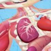 Puzzle gigante de 60 piezas del cuerpo humano