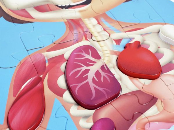 Puzzle gigante de 60 piezas del cuerpo humano