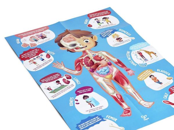 Puzzle gigante de 60 piezas del cuerpo humano