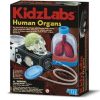 Órganos Humanos 4mKidzLabs
